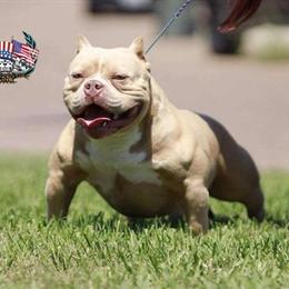 Lilac Tri Female Bull Terrier - ABKC Registered in Harker Heights, tx