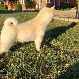 Shiba Inu Female Puppy Available in Fort Wayne, in