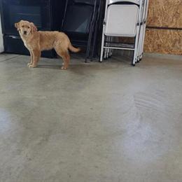 Golden Retriever Puppies Ready for New Homes in Fort Wayne, in