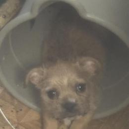 Fluffy French Bulldog Nano Mix Available in Detroit, mi