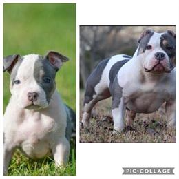 American Bully Champion Lucky Luciano Daughter for Pet Home in Charlotte, nc