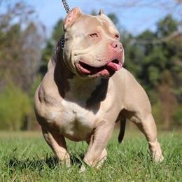 Lilac Pocket Bully Available for Stud Service - $850 This Month in Charlotte, nc