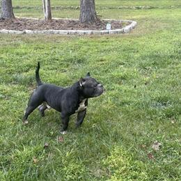 American Bully Puppies from Master Po X Brimm Pedigree in Charlotte, nc