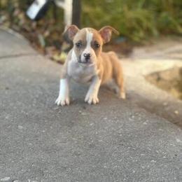 American Bully Puppies for Sale in Gary, in