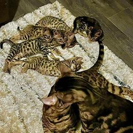 Bengal Kittens Available for Adoption in Gary, in