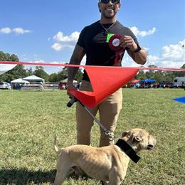 American Pit Bull Terrier Stud Services - ADBA 2nd Place Winner in Washington, dc