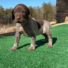 German Shorthaired Pointer Puppies Ready for New Homes in Hickory, nc