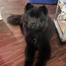 Chow, 3 Years Old, Needs Loving Home in West Mansfield, oh