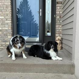 Mini Australian Shepherd Puppy Available in Lindstrom, mn