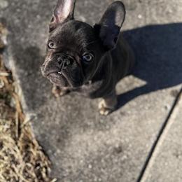 French Bulldog Puppy Available for Loving Home in Columbus, oh