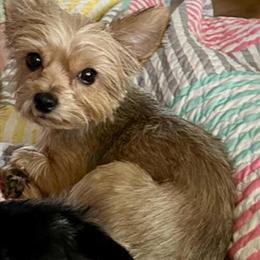 2 Year Old Female Sable Yorkshire Terrier in Kentucky in Bowling Green, ky