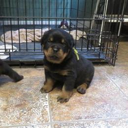 Rottweiler Puppies Ready for Adoption Now in Livonia, mi
