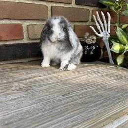 Holland Lop Junior Buck Ready for Adoption in Medina, oh