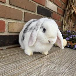 Holland Lop Black Magpie Junior Doe Ready for Adoption in Medina, oh