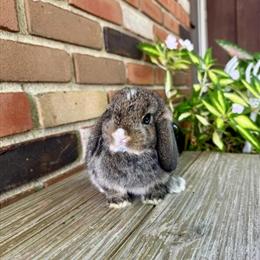 Holland Lop Junior Buck Available for Deposit in Medina, oh