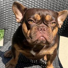 Stud Dog Available in Charlotte, nc