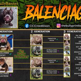 Chocolate Tri Nano Bully Available for Stud in Lafayette, in