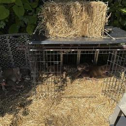 Cane Corso Puppies Available - Full Blood, Iccf Registered in Cincinnati, oh