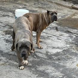 Iccf Registered Cane Corso Puppies Ready for New Homes in Cincinnati, oh