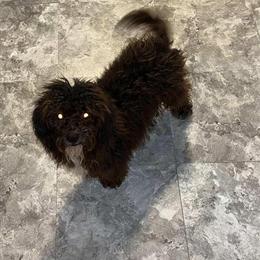 8 Month Old Female Chocolate Shih Tzu Mix Pup for Rehoming in Cicero, il