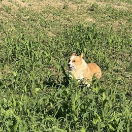 Female Pembroke Welsh Corgi, 4 Years Old in Brookville, in