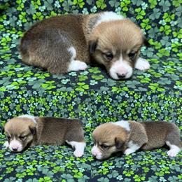 Corgi Puppies Ready to Go Home in Brookville, in