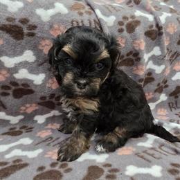 Maltipoo Puppies Ready for New Homes by April 25 in Grand Rapids, mi