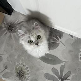 British Longhair Cat - Sweet Longhair Silver Female Nina in Mundelein, il