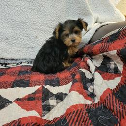 Yorkshire Terrier Puppies Ready for New Homes in Ashland, ky