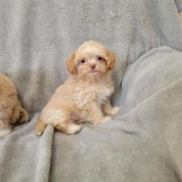 Shih Tzu Puppies for Sale in Ashland, ky