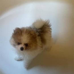 AKC Pomeranian Puppies Ready for New Homes in February 2026 in Dover, fl