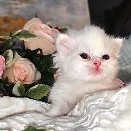 Exotic Shorthair Kitten Milo with Blue Eyes Ready for a Loving Home in Upper Marlboro, md