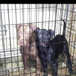 American Pitbull Terrier Puppies Available in Ypsilanti, mi