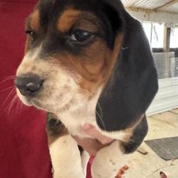Beagle puppies ready for Christmas in Rockford, mi