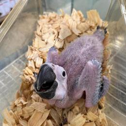 Blue and Gold Macaw Baby for Sale in Elyria, oh