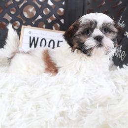 Shih Tzu Puppy Elsie Ready for Adoption in Mount Vernon, oh