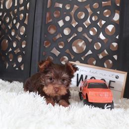 Chocolate Male Toy Yorkshire Terrier Ready for Love in Mount Vernon, oh
