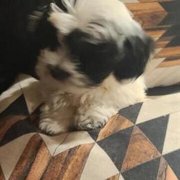Shih Tzu Poo Puppy - 9 Weeks Old with Vaccinations in Gallatin, tn