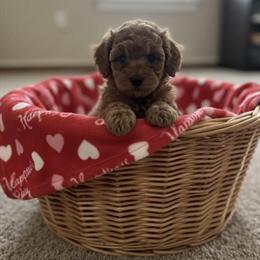 Miniature Goldendoodles for Adoption in High Point, nc