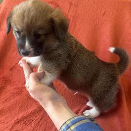 Pembroke Welsh Corgi Puppies Available in Bloomington, in