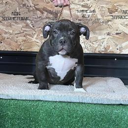 American Bully Puppy Korra Ready for a Loving Home in Kalamazoo, mi