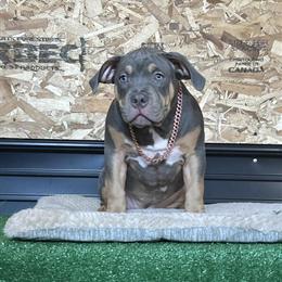 American Bully Puppy Elsa Ready for a Loving Home in Kalamazoo, mi