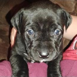 American Pitbull Terrier Puppies - 1 Male and 1 Female Ready for a New Home in Stover, mo