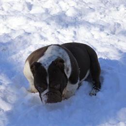 English Bulldog Male Chocolate Tri Ticked Available - AKC Registered in Chesnee, sc