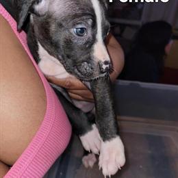 Blue Nose Brindle Pit Bull Puppies Ready for New Homes in San Jose, ca