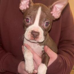 Boston Terrier Puppies Available for Adoption in Roanoke, va
