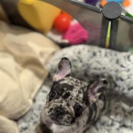 Female French Bulldog Puppy Ready for Adoption in Akron, oh