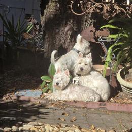 West Highland Terrier Puppies Available for Loving Homes in Hilton Head Island, sc
