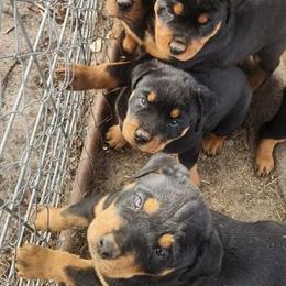 Rottweiler Puppies Ready for New Homes in Raleigh, nc