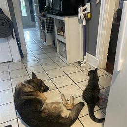 German Shepherd Free to a Good Home in Cincinnati, oh